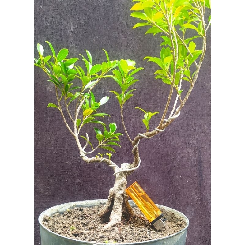 bahan bonsai kimeng program akar realpict