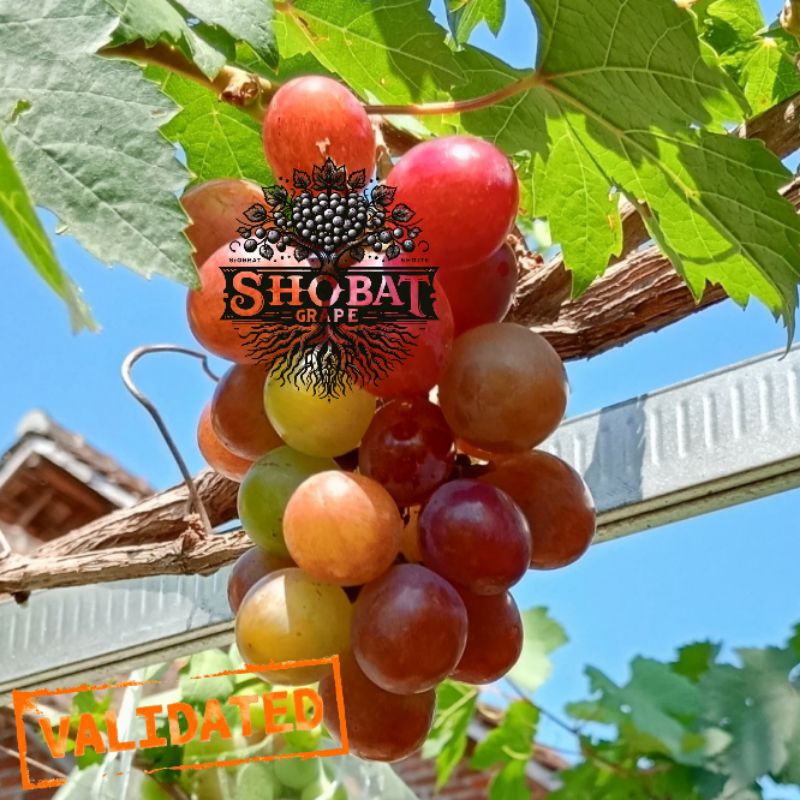 

BIBIT TANAMAN ANGGUR IMPORT ARRA 10