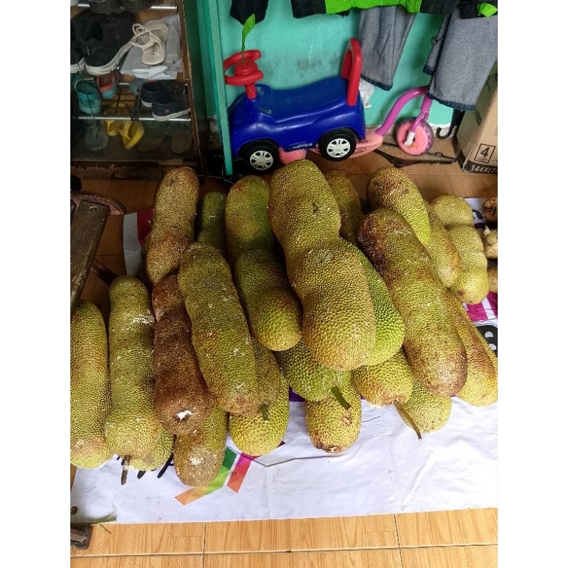 

Cempedak Lampung UK Super Jumbo