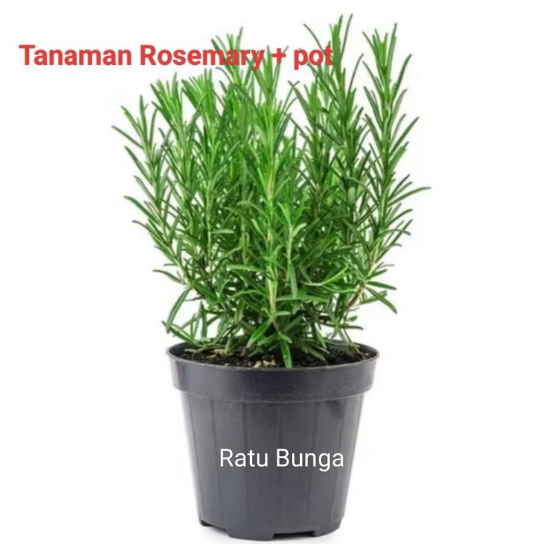 Ratu Bunga " Tanaman Rosemary + Pot  dan Media Tanam