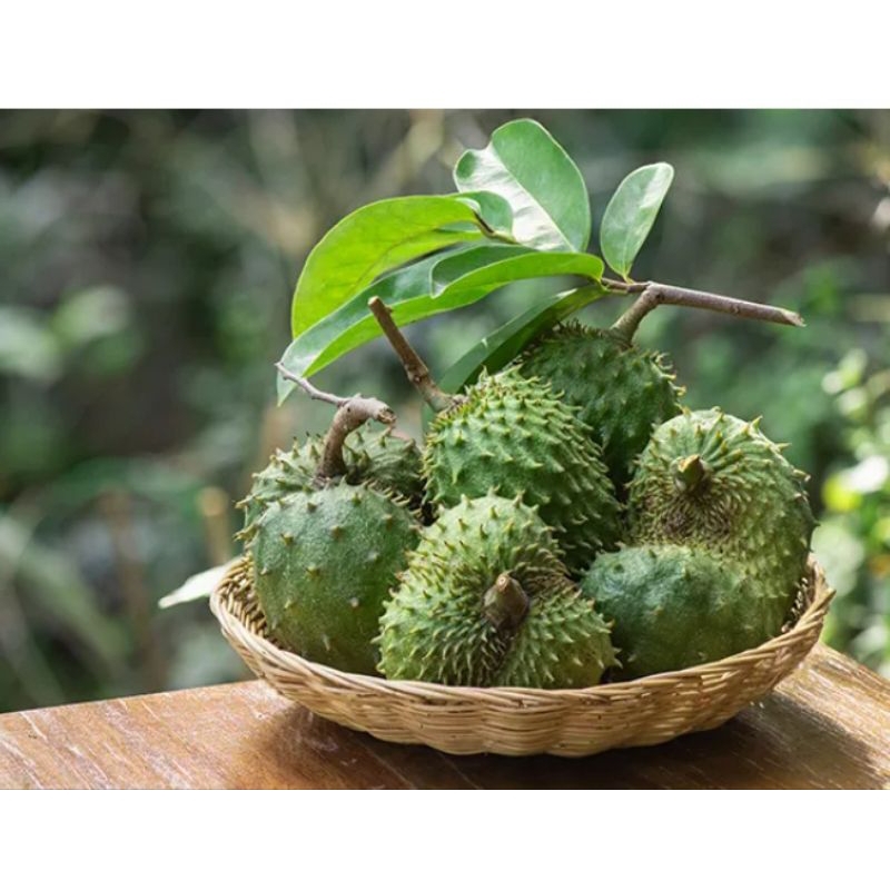 

buah sirsak segar 800-900 gram