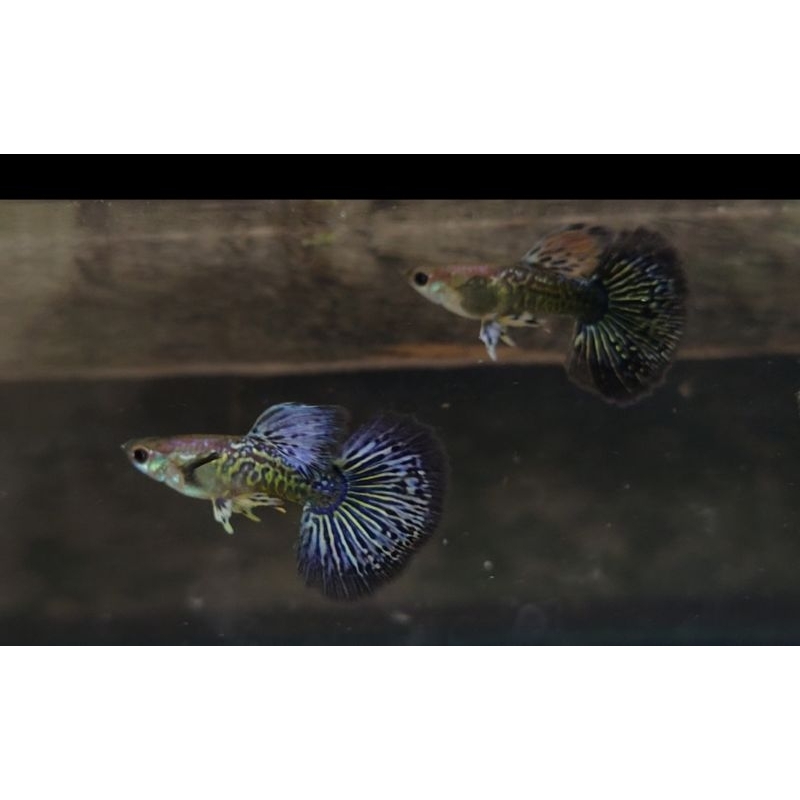 GUPPY DRAGON PURPLE,GREEN,BLUE