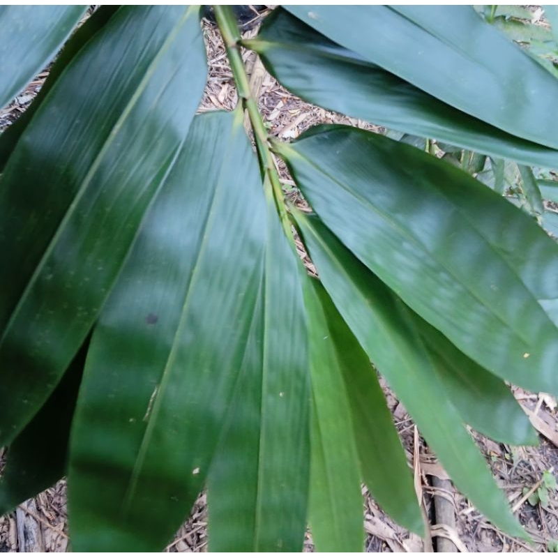 

Daun bambu segar jumbo langsung petik 100+lembar