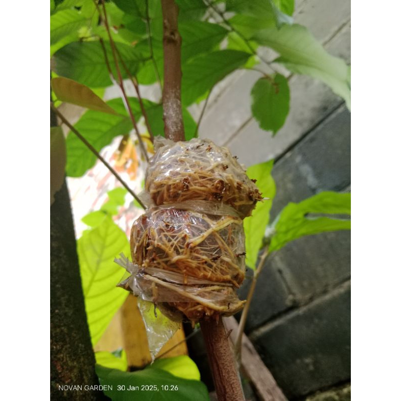 fc rambutan aceh rambutan cangkok fresh cangkok rambutan aceh