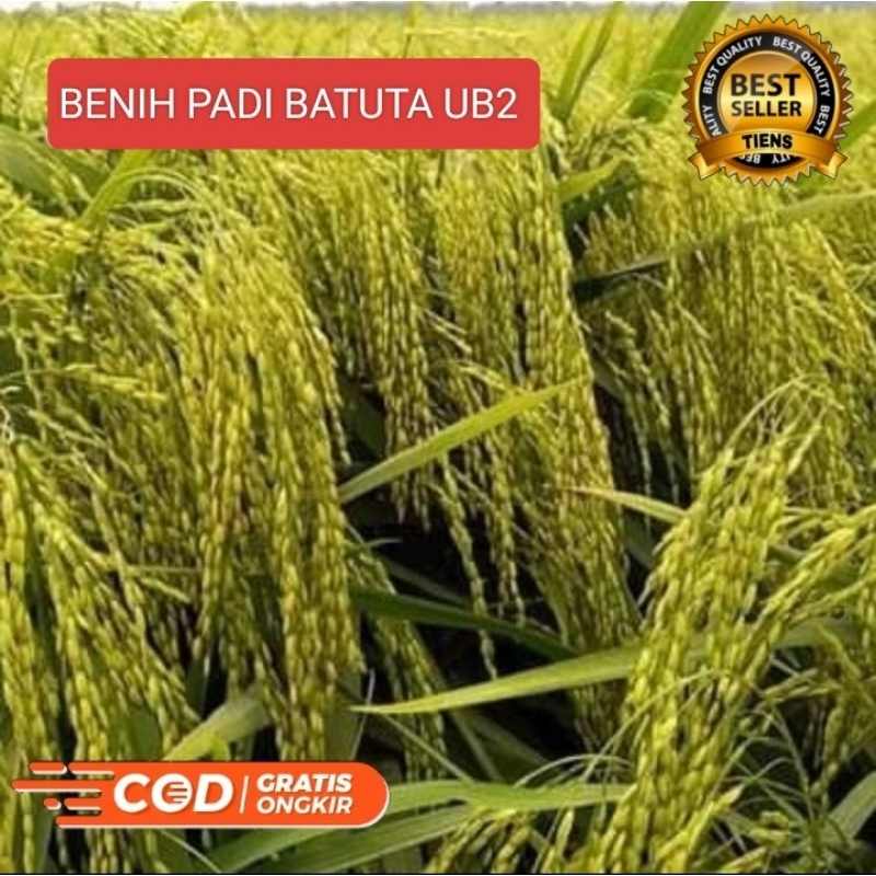 Benih bibit padi BATUTA UB2 super unggul (Netto 1kg)