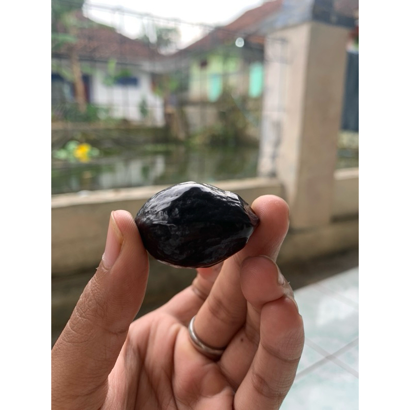 MUNCANG ADU JAYANTI X JAWA KEMIRI ADU