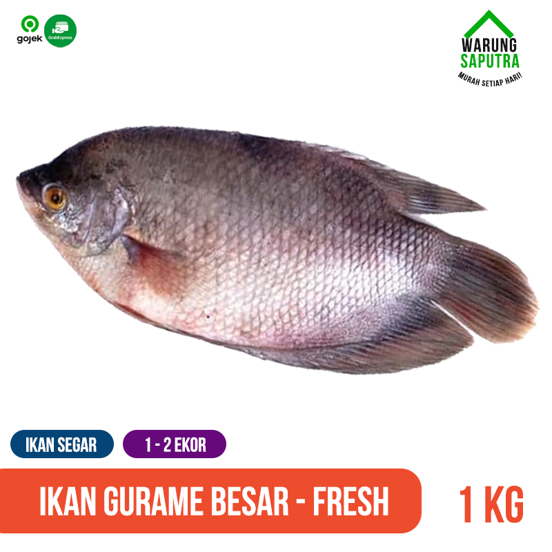 

Ikan Gurame Besar Mati Segar Utuh 1 kg