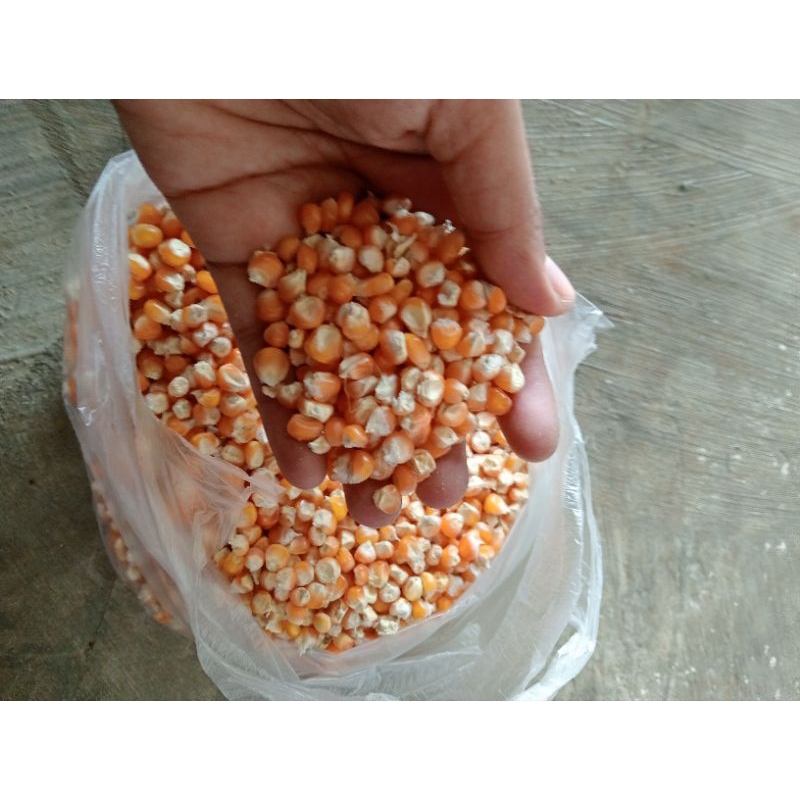 

jagung pakan Ayam kiloan/ 1 kg