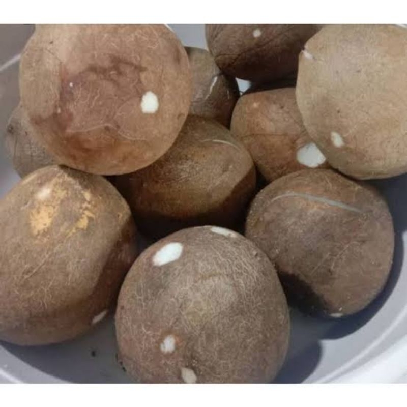 

KELAPA TUA KUPAS FRES/UKURAN SEDANG/KUPAS DARI CANGKANG/HARGA PER BUAH