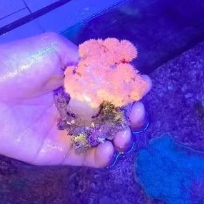 SEROJA DURI WARNA/Flower Tree Coral