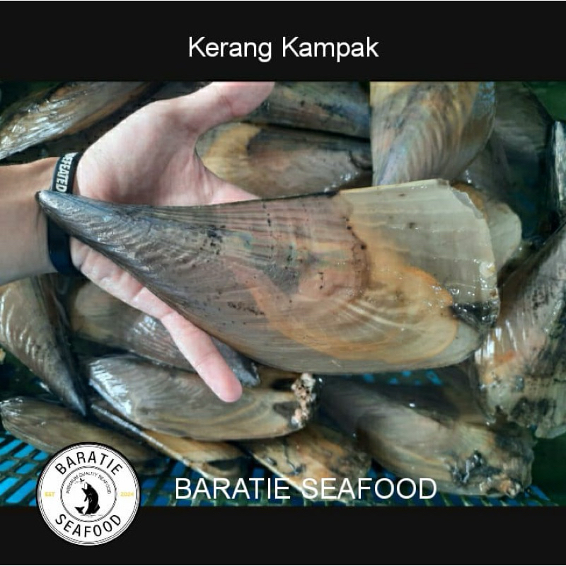 

Kerang Kampak Jumbo/ Scallop Live Seafood