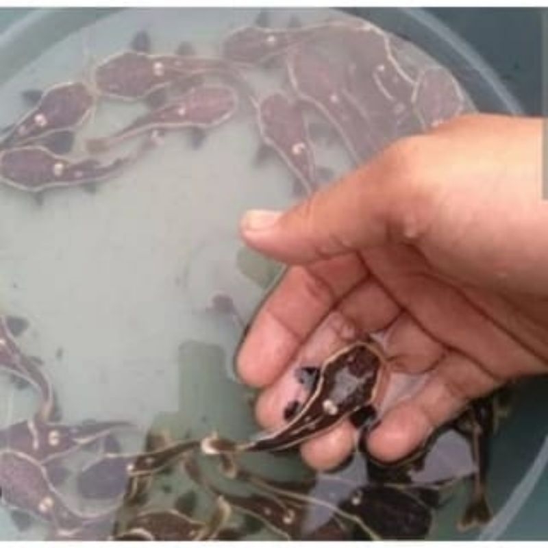 Ikan Hias RTC/Lele Amazon