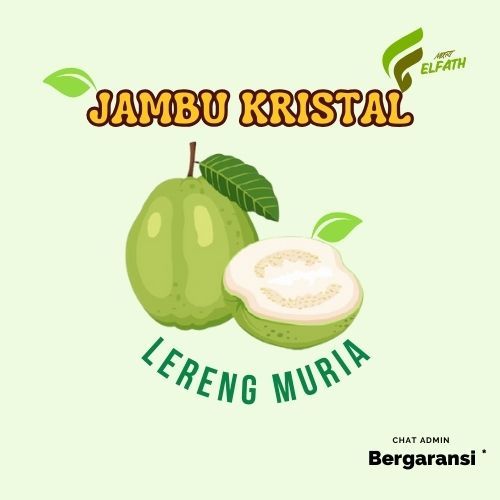 

(1 KG) JAMBU KRISTAL LERENG MURIA