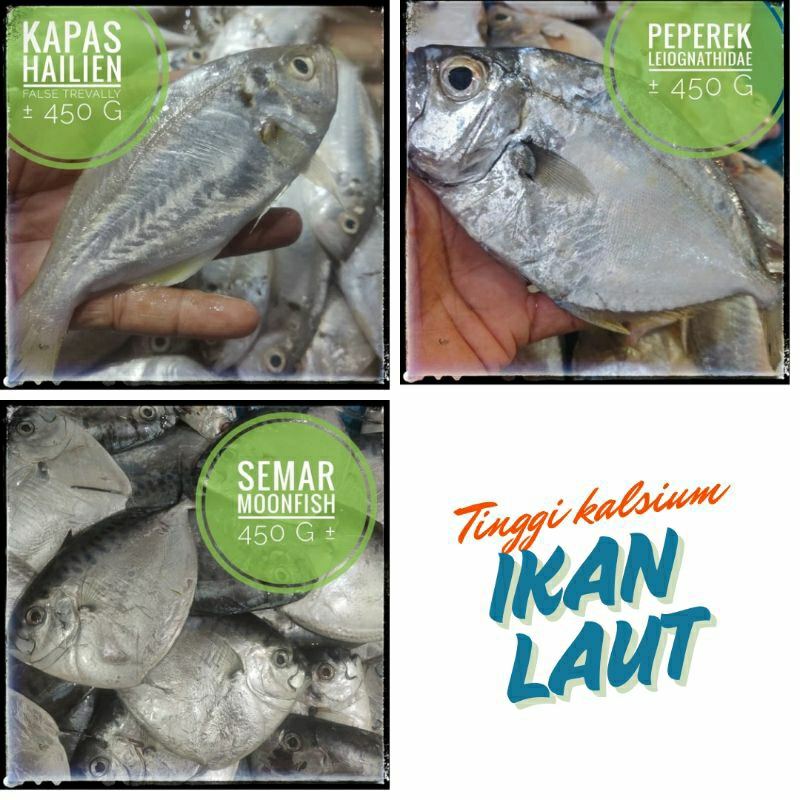 

IKAN LAUT ⫸ IKAN LAYUR, PEPEREK, SEMAR kapas, halien, Pasar pagi instant Pekanbaru