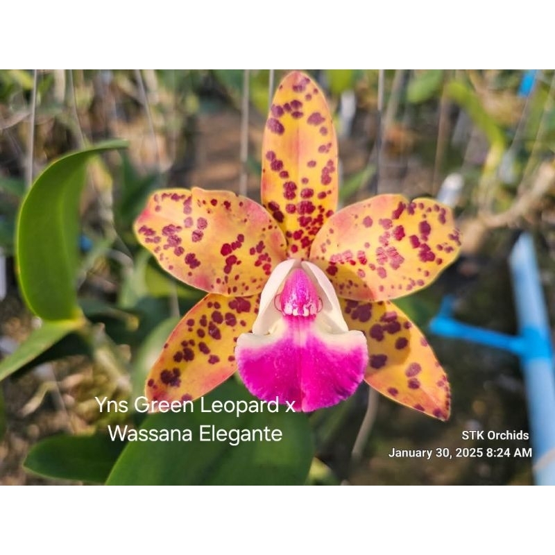 Anggrek cattleya Yns green leopard x wassana elegante