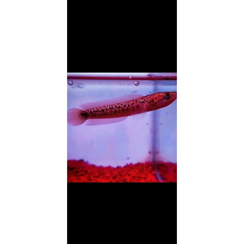 ikan channa asiatica rsws ukuran 5-6cm free Ketapang