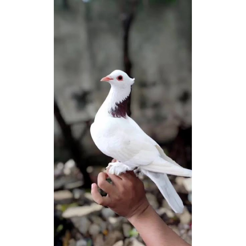 TELUR RETAS MERPATI JAMBUL UNTUK DI TETASKAN