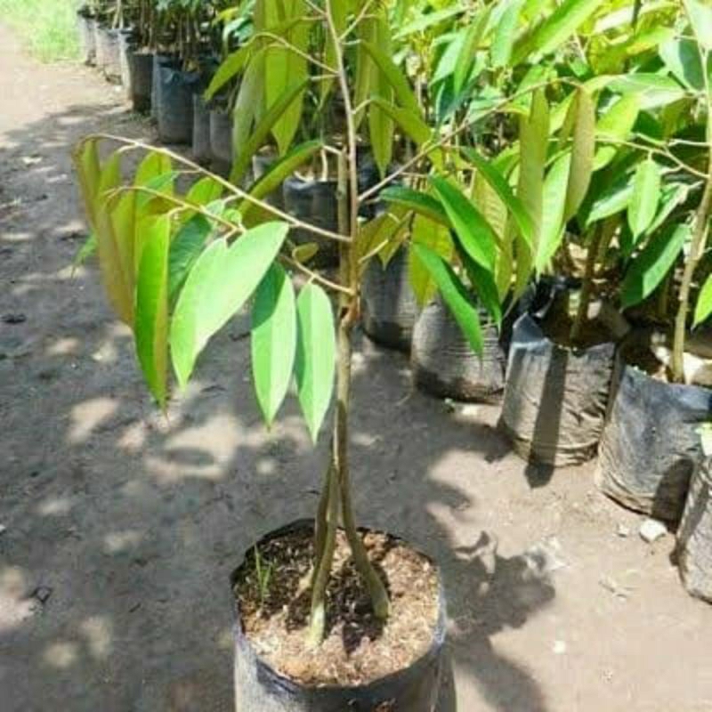 Bibit Durian Kaki 3 Cepat Berbuah Siap Berbuah