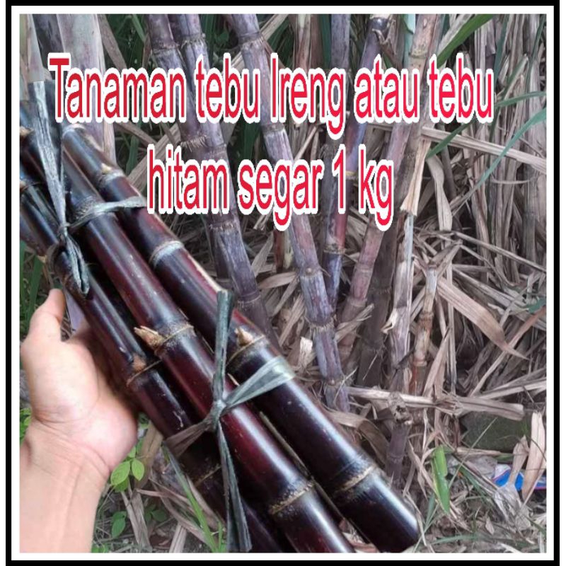 

Tanaman tebu Ireng atau tebu hitam segar 1 kg