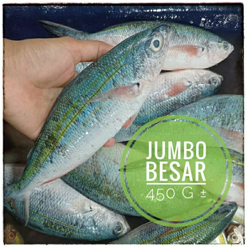 

IKAN LAUT ⫸ JUMBO, PISANG-PISANG, CUCUT, KURISI, Pasar pagi instant Pekanbaru