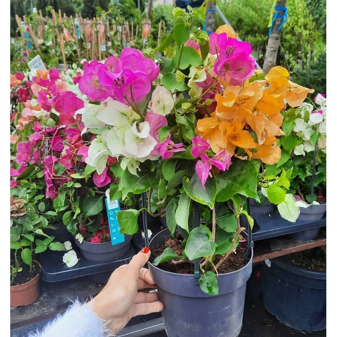 Bunga kertas Bugenvil 3 warna