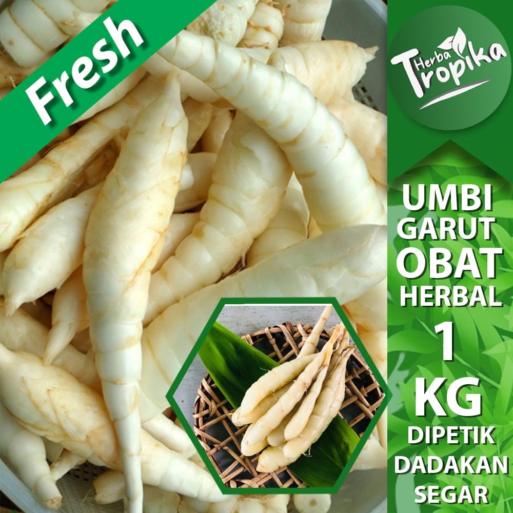 

Umbi Garut ( Maranta arundinaceae ) Segar 1 Kg untuk asam lambung herbal alami toko herba tropika