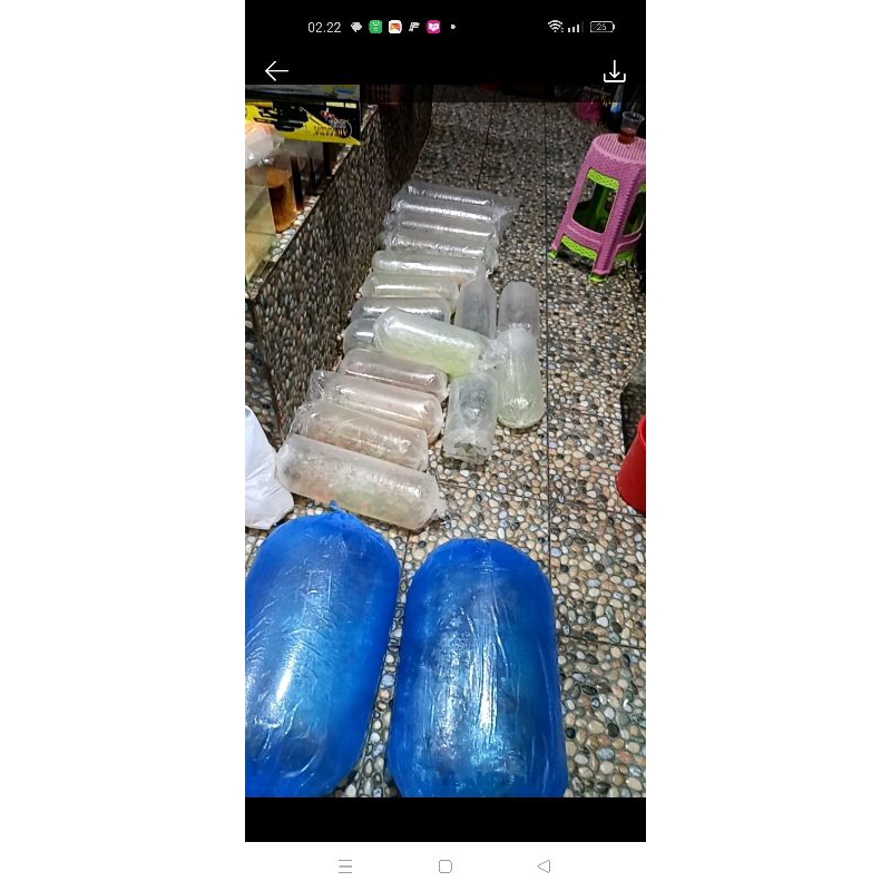 

Stkr koi showa sanke ogon 6-8-10 cm