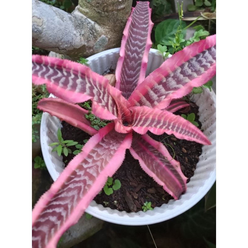 cryptanthus elaine zebra pink
