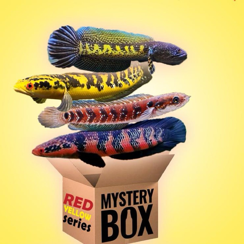 mistery box channa isi 2 JACK POTT AURANTI (tanpa zonk)