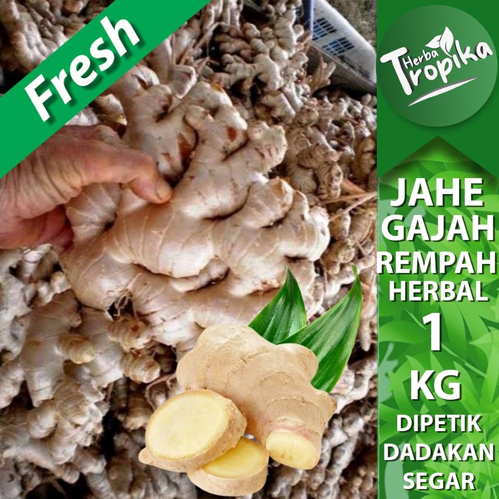 

Jahe Gajah Segar 1 kg rempah dan herbal alami toko herba tropika