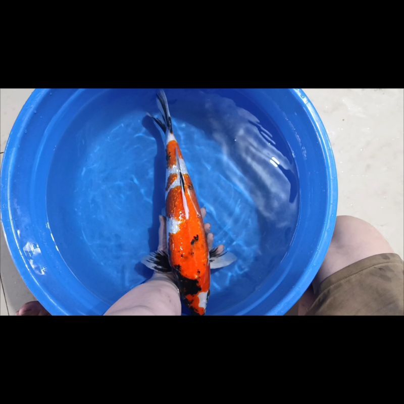 Ikan Koi Jumbo Jenis Showa Ginrin Uk 44CM Bagus, Body Badak