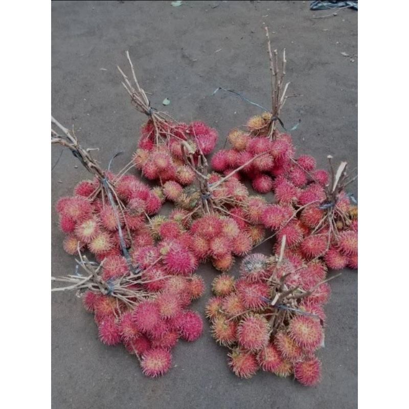 

Rambutan Manis legi super