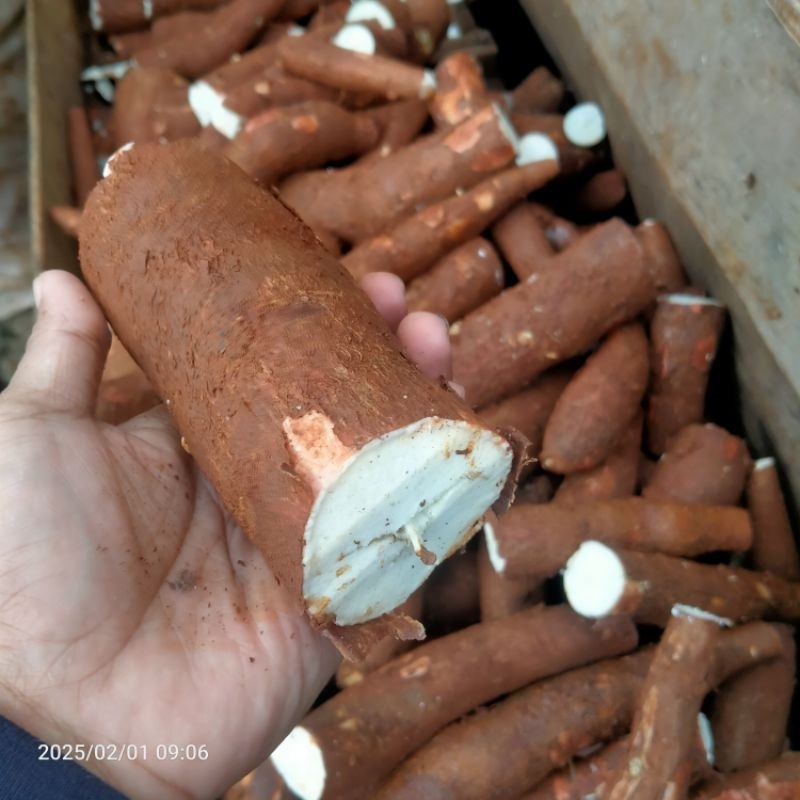 

singkong, singkong kayu, singkong putih, singkong empuk, singkong merah, singkong kulit merah, singkong kulit putih