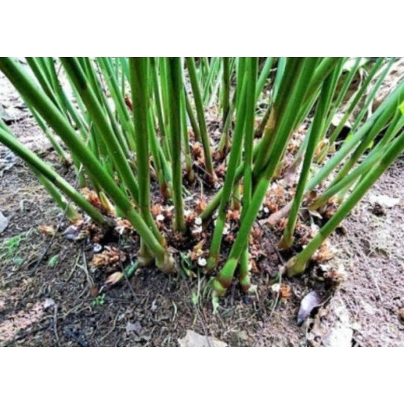 Bibit kapulaga hibrida/kapulaga super buah lebat