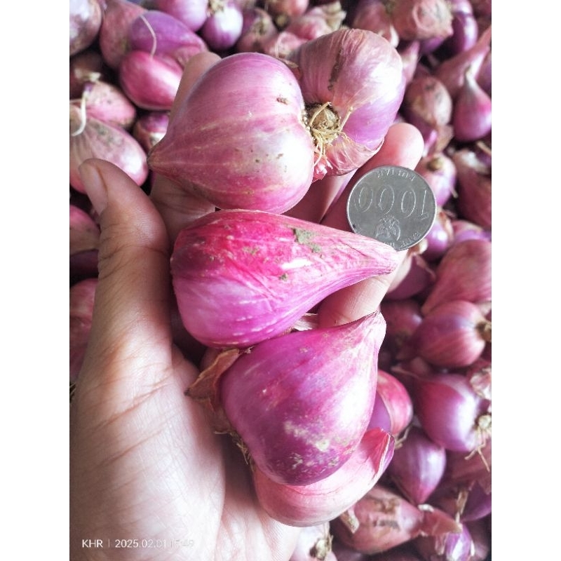 

bawang merah super jumbo