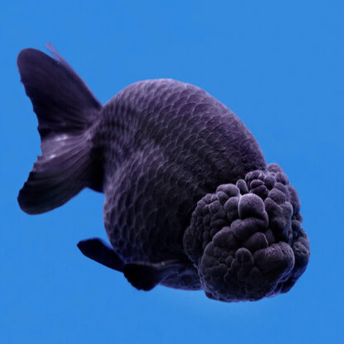 Jual Rancu Black Fancy / Ikan Mas Koki Rancu Black / Rancu Black Import Thailand