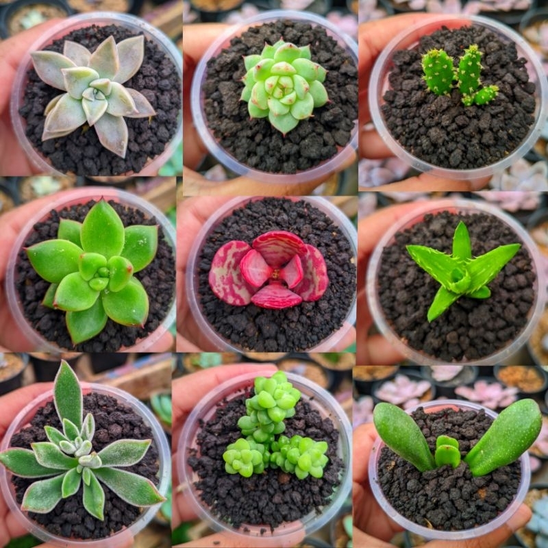 Raflezia Paket Kaktus Sukulen Hidup Mini Isi 15 Pcs Free Pot