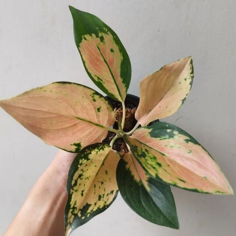 Bonggol aglonema kochin sutra