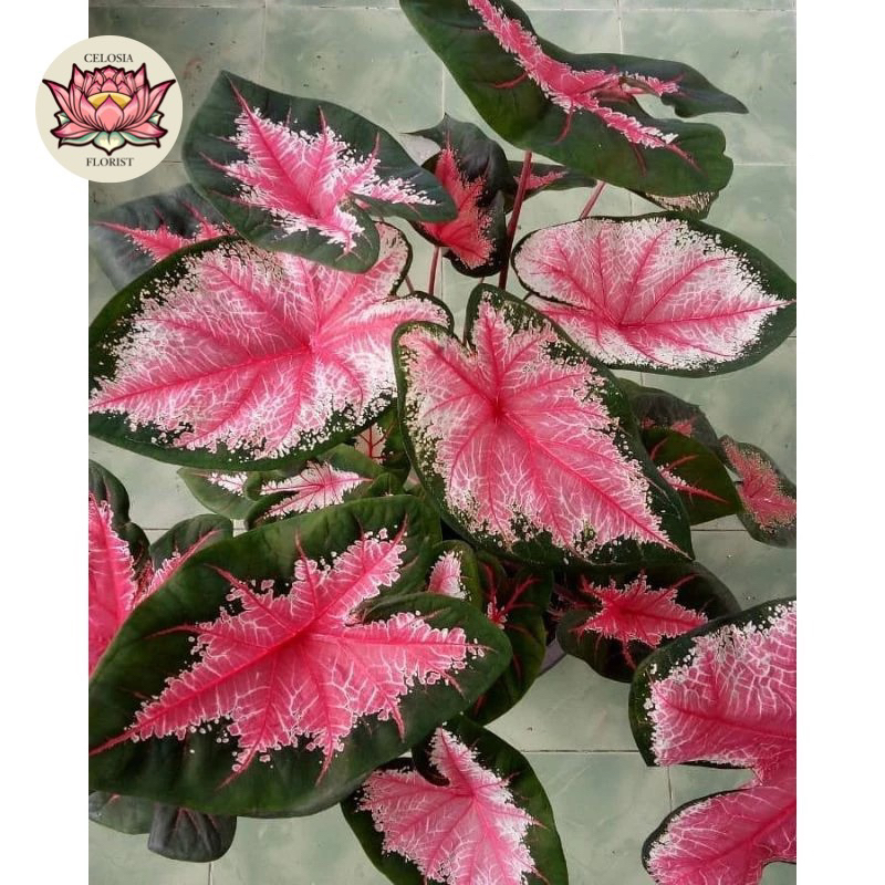 tanaman keladi joker - keladi red