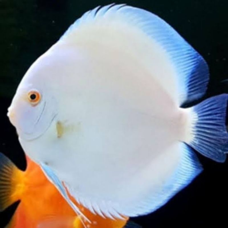 Hiasan Aquarium Discus White Diamond