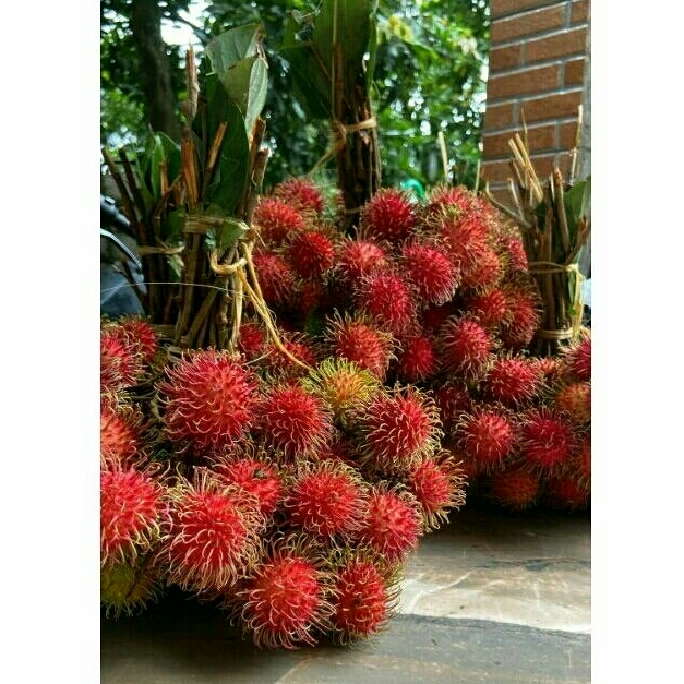 

BUAH RAMBUTAN BINJAI 1KG FRESH