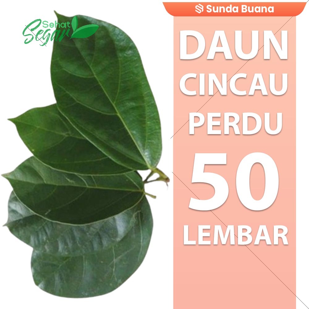 

Daun Cincau perdu Jelly Segar 50 lembar herbal alami
