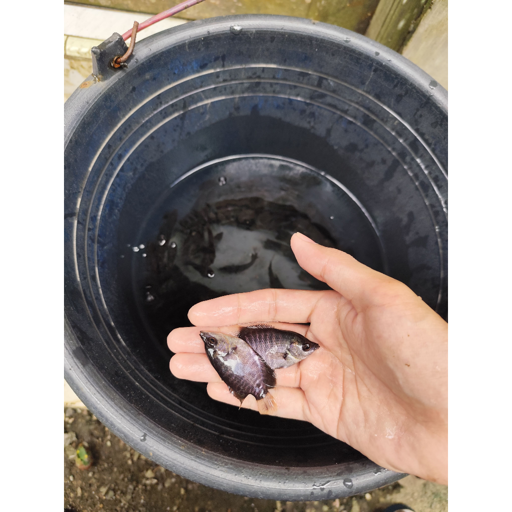 Bibit Ikan Kalui Gurame Budidaya dan Konsumsi