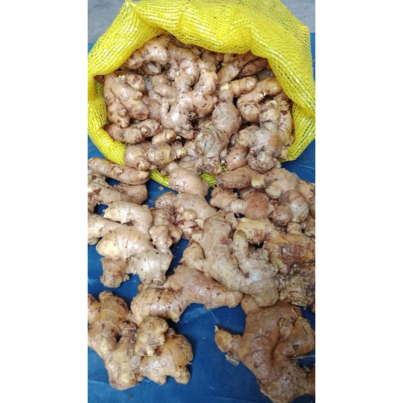 

jahe gajah fres 30rb/kg