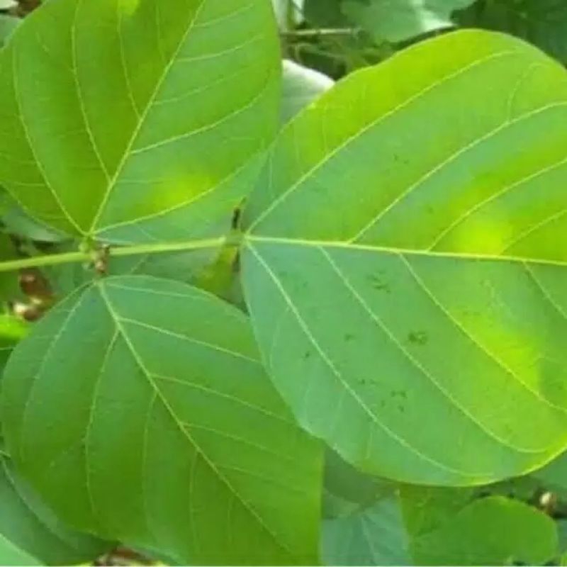 

Daun Dadap segar Daun Serep 10 Lembar