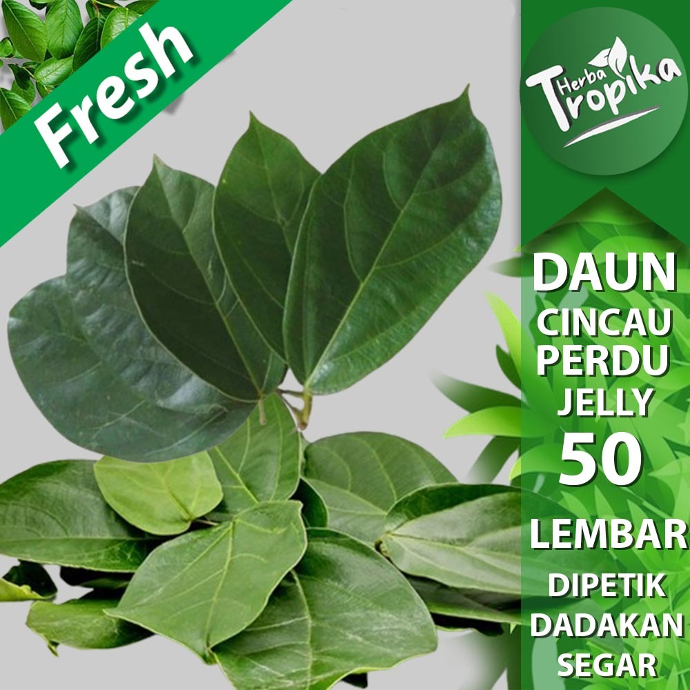 

Daun Cincau perdu Jelly Segar 50 lembar herbal alami toko herba tropika