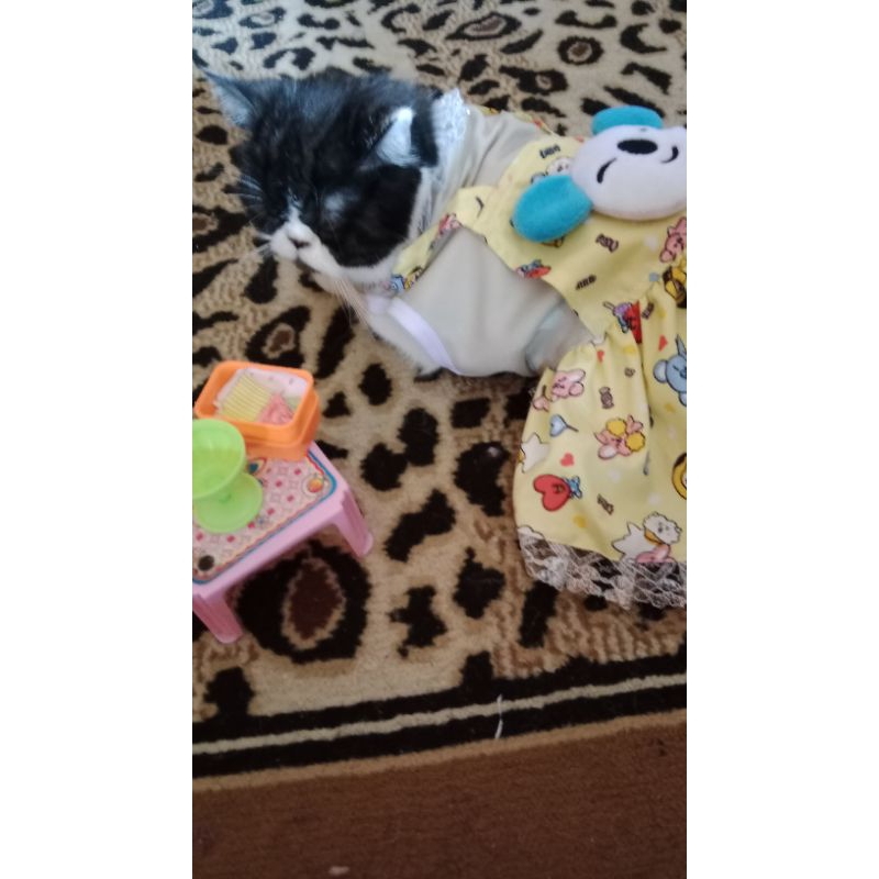 Lepas Adopt Kucing Exotic Short Hair, Betina