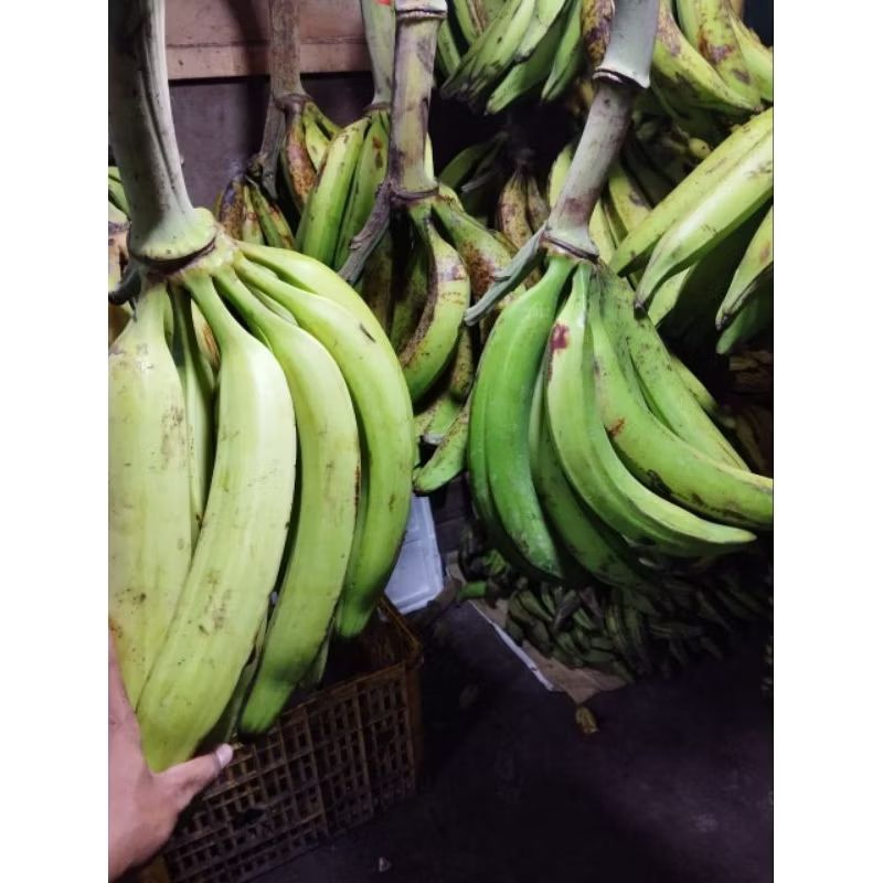 

Pisang Tanduk 1 Sisir