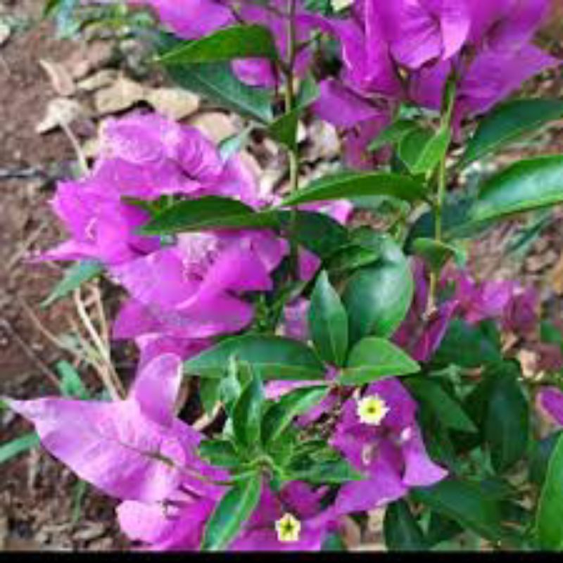 bibit bougenville Bangkok ungu