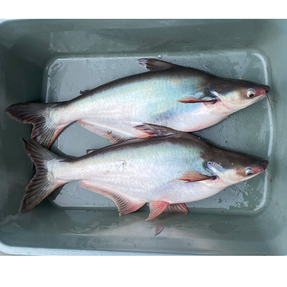 

Ikan Patin Segar Fresh 1 Kg Pangasius